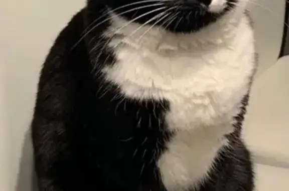 Пропал черно-белый кот с адресником в Высоком Берегу