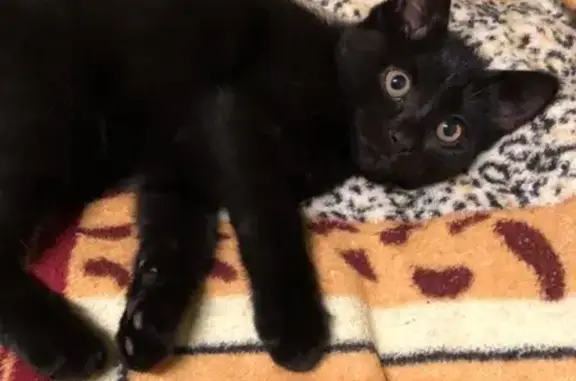 Кошки потеряшки, Коломна, фото: Потеряшка кошка Чёрный кот, Московская обл., Коломна, ул. Козлова, д. 111, кв. 6