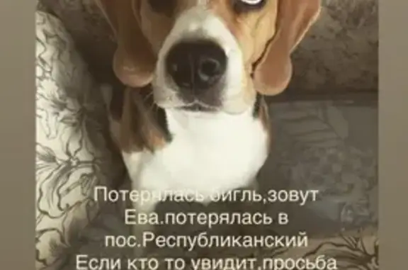 Пропала собака Ева в пос. Республиканский, Новосибирск