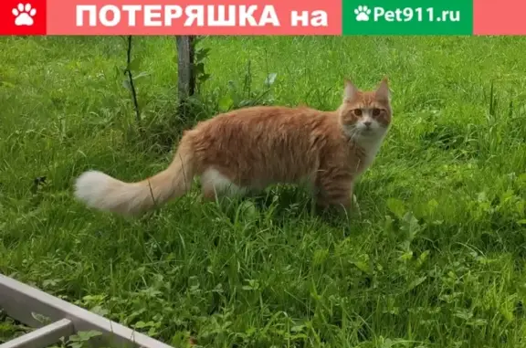 Пропал кот Марс в п. Алабушево, Московская область