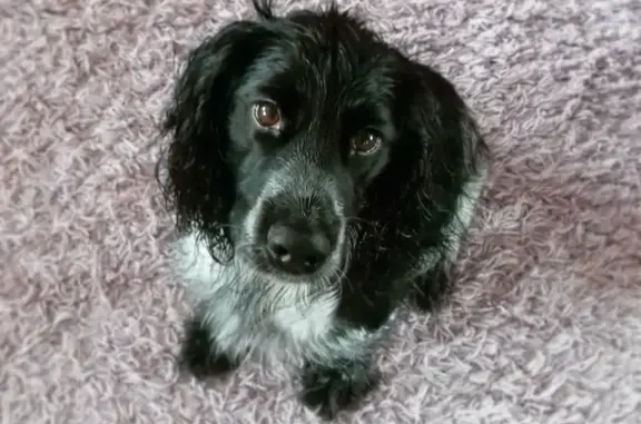 Собаки потеряшки, Нижний Новгород, фото: Потеряшка собака Даэрон в Нижнем Новгороде