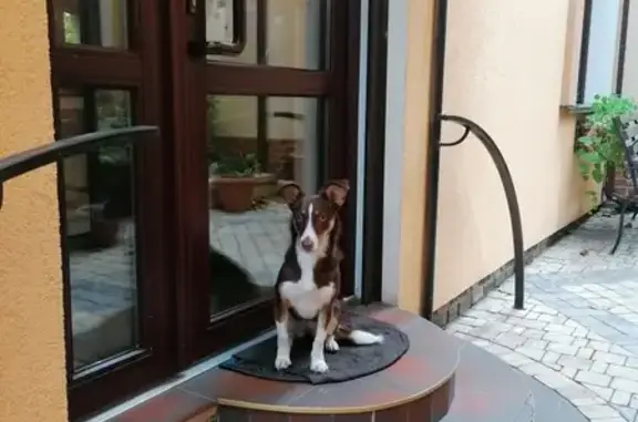 Собака найдена на ул. Пушкина 2 в Симферополе