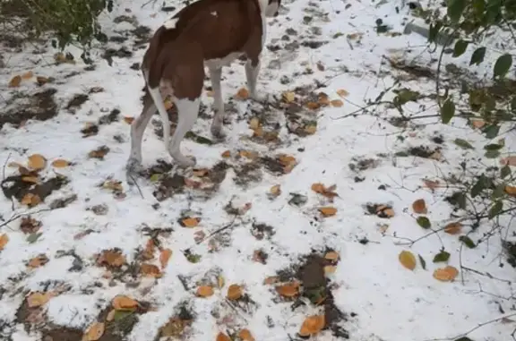Найдена молодая ласковая собака в Воронеже