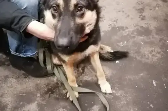 Собака Овчарка на ул. Маршала Захарова (Москва)