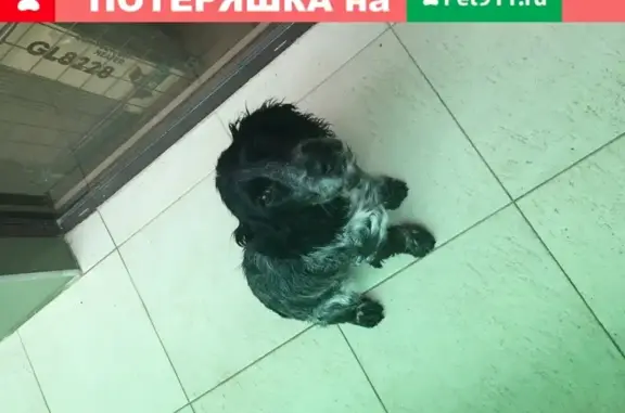 Собака найдена в Приморском совхозе, Сочи