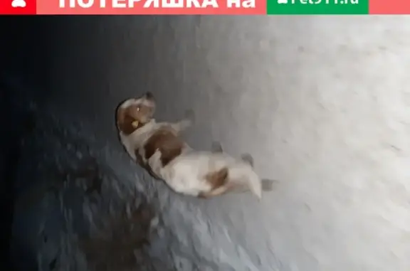 Найдена собака с биркой 1062 в Омске