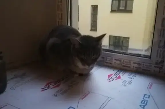 Найдена кошка, дымчато-серый окрас, СПб