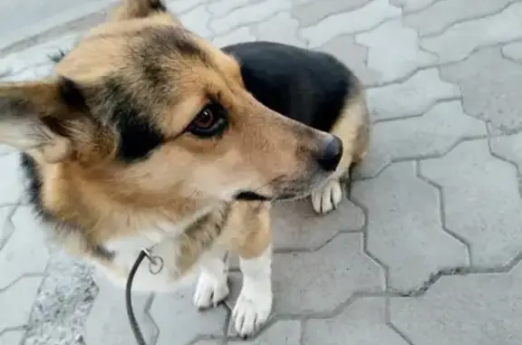 Найдена собака на Островского 38, Казань