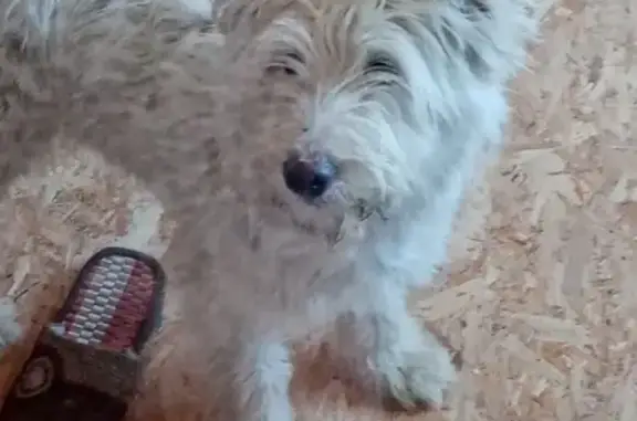 Пропала собака Бим в Казани