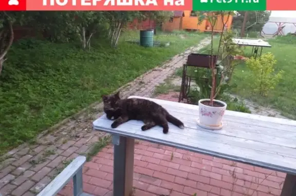 Пропала кошка в Зеленково, Московская область