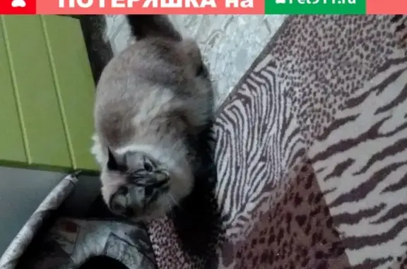Найден кот с голубыми глазами в районе Нежданово, Иваново