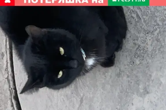 Найдена кошка с голубым ошейником возле Дворца Спорта, Уфа