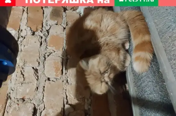 Найдена рыжая кошка в подвале дома, Калуга