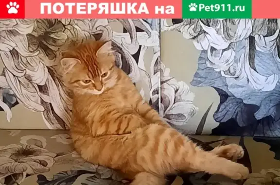 Пропала пушистая кошка в Оренбурге