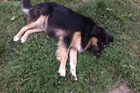 Пропала кураторская собака Джек в деревне Брёхово, Московская область