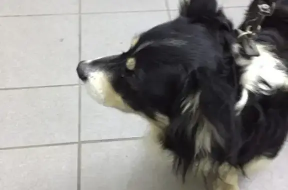 Найдена черно-белая собака в Санкт-Петербурге