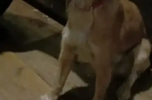 Найдена собака в Астрахани