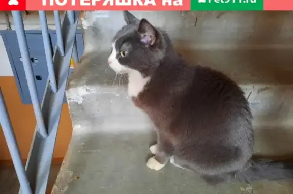 Найдена кошка в Екатеринбурге на ул. Окраинная, 35