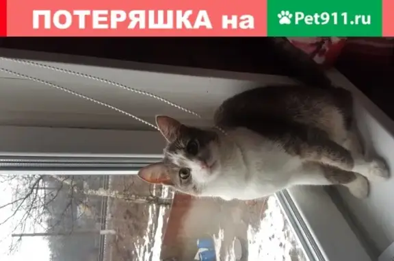 Пропал кот Пуля в Красногорском СНТ