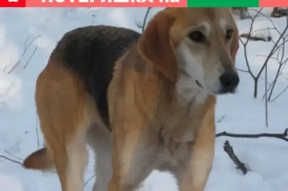 Пропала собака в Альшеевском районе, информация на ошейнике, Раевский.