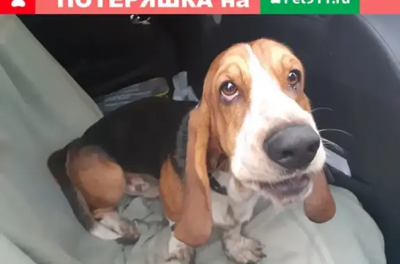 Найдена собака возле магазина метро в Ставрополе