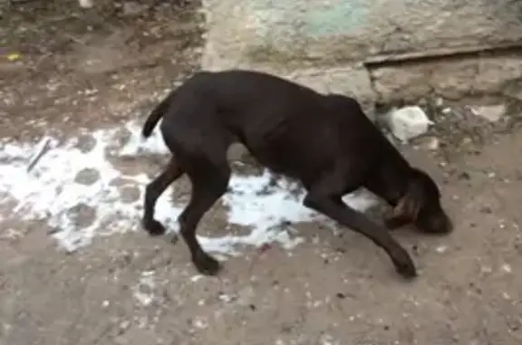 Найдена собака породы Курцхаар в селе Каменки, Богородского района