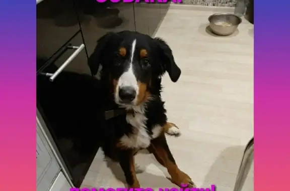 Собаки потеряшки, Псков, фото: Потеряшка собака в Пскове, помогите!