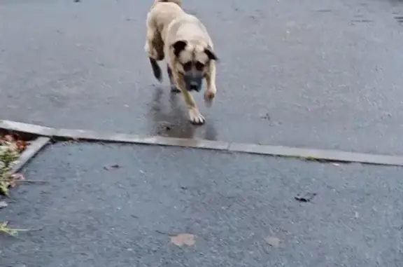 Найдена собака Метис в Санкт-Петербурге