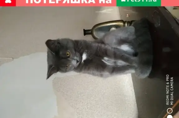 Найдена кошка на остановке Мира, Екатеринбург.