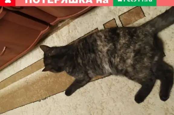 Найдена кошка на ул. Липовая 5/2 в Оренбурге