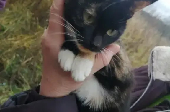 Найдена кошка в Звенигороде, МО - помогите!