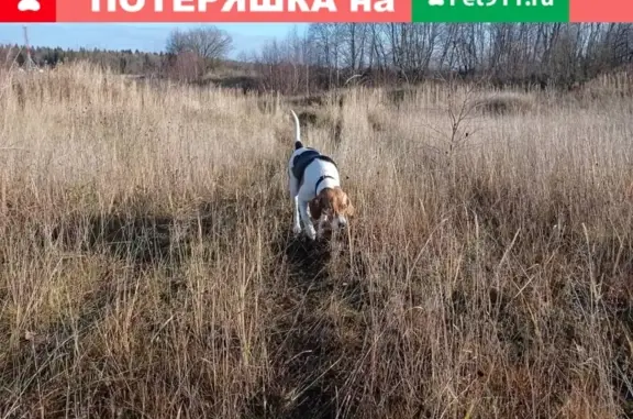 Пропала собака в Ясенево: Эстонская гончая, рыже-черно-белая.