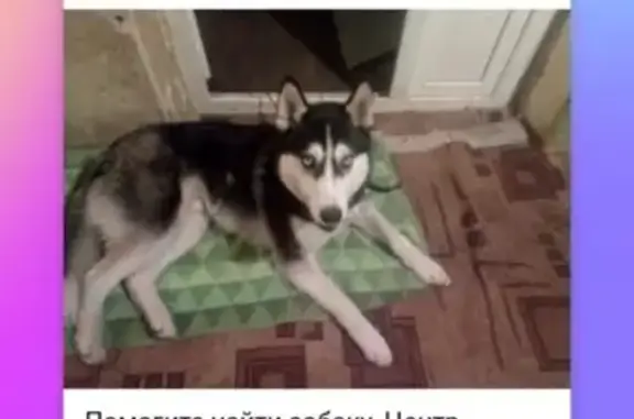 Пропала собака на улице Мечникова