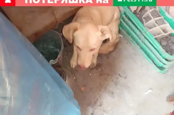 Найдена собака у здания Аносова, 3 в Барнауле