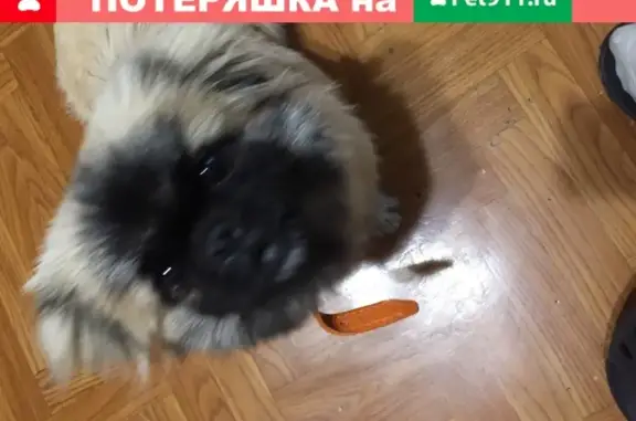 Собака найдена в районе Соловьиной рощи, Смоленск