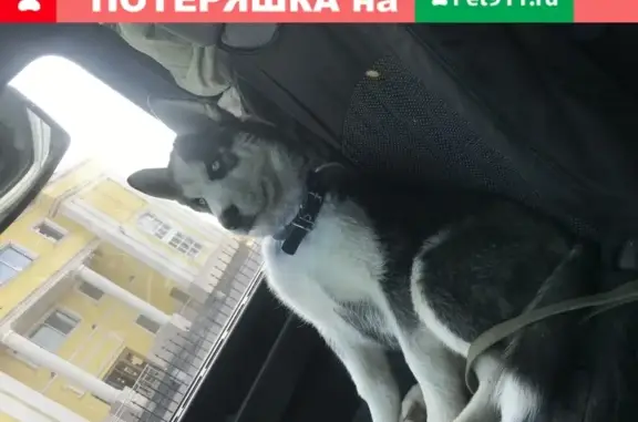 Пропала собака Мальчик в Истре, есть видео серого Мерседеса.