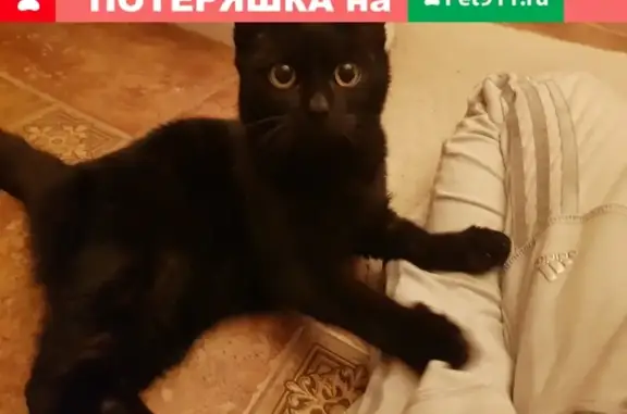 Кошка найдена на Губкина и Ватутина, возможно, сбежала из квартиры.