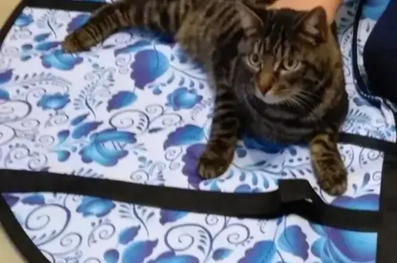 Пропала кошка Мачо в Домодедово, нуждается в лечении