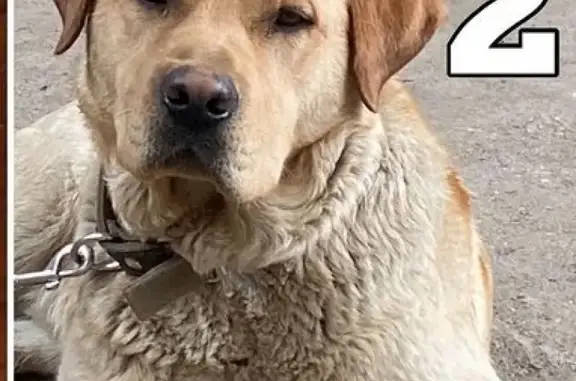 Пропала собака Лабрадор в Пятигорске - Арчик.