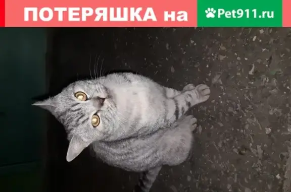 Найдена кошка на ул. Гагарина 125/2 в Липецке