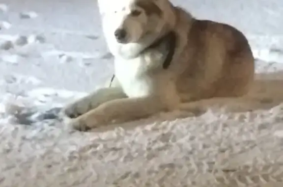 Собака-хаски найдена в Суховке у 14 дома