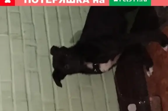 Собака с ошейником в Санкт-Петербурге