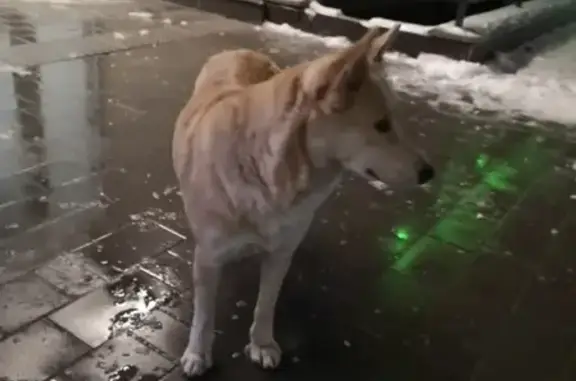 Найдена собака в Химках, ищем хозяина