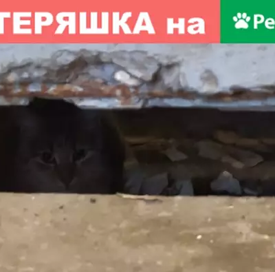 Кошка в подъезде Москва: найдена!