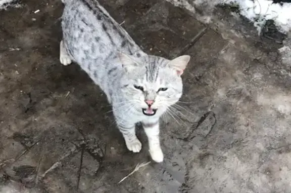 Найден кот в Белгороде, вернем хозяевам