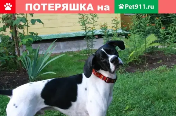 Пропала собака Флай в Медынском районе, Калужская область