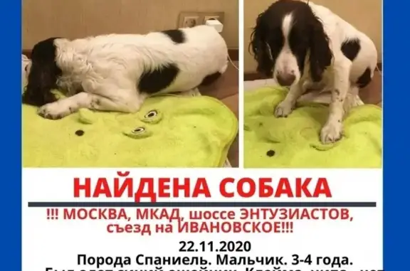 Собака найдена в Москве, нужен улиник