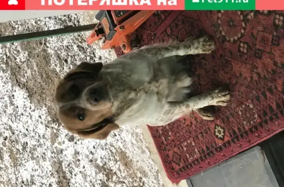 Пропала собака Макар, Бретонский эпаньол в Волжском, Волгоградская область.