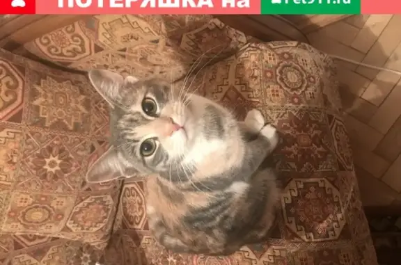Найдена домашняя трехцветная кошка в Санкт-Петербурге