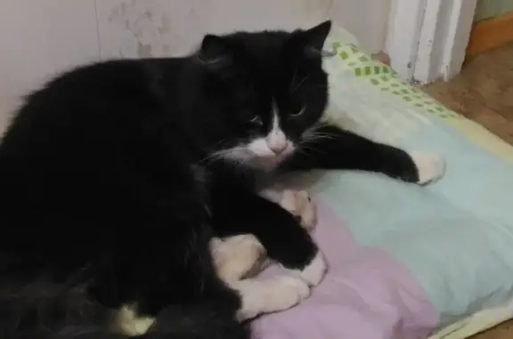 Найден домашний чёрно-белый кот в СПб